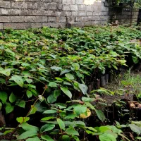 نهال کیوی تلخ|گل و گیاه طبیعی|چوبر, |دیوار