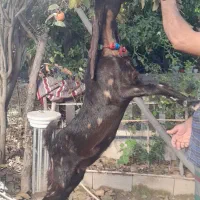 بز ماده|حیوانات مزرعه|کلاله, |دیوار