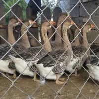 غاز تولوز فرانسه|حیوانات مزرعه|گنبد کاووس, |دیوار