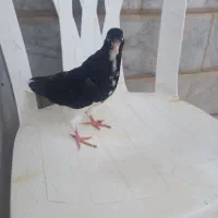 کبوتر ساده