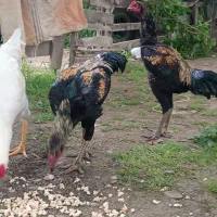لاری ایتالیایی