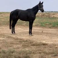 مادیان دوخون سه به چهارسال به رنگ مشکی زغالی