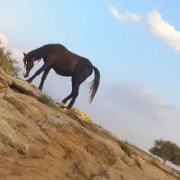 اسب|اسب و تجهیزات اسبسواری|مسجد سلیمان, |دیوار