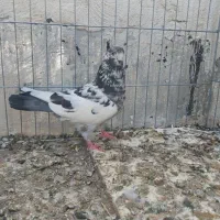 کفتر جفت|پرنده|قم, نوبهار|دیوار