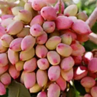 خریدارپسته پوک|خدمات باغبانی و درختکاری|بهاباد, |دیوار