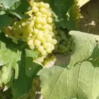 انگور بیدانه برای شیره
