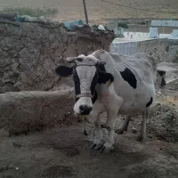 یک عدد گاو آبستن