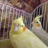 پرنده عروس هلندی