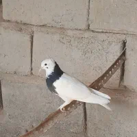 جوجه طوق کاکل|پرنده|صابری, |دیوار