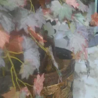 درختچه انگور