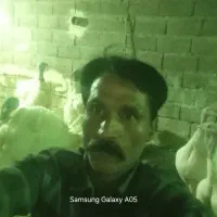 پرورش وفروش بوقلمون بیوتی گوشتی ارگانیک