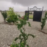 400-متر-باغچه-سندتک-برگ-4دیواری-چسب-بافت-مسکونی