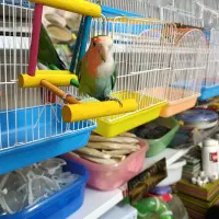 طوطی برزیلی دورنگ|پرنده|شهریار, شهرک وائین|دیوار