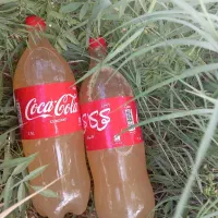 آبغوره فخری سالم و ارگانیک شهر صالح آباد