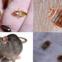 سمپاشی۱۰۰٪ تضمینی ساس سوسک موش و..تهران و حومه