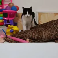 گربه ماده|گربه|رشت, کوی حسینی|دیوار