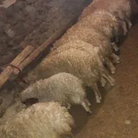 حیوان مزر۰عه|حیوانات مزرعه|سرشیو, |دیوار