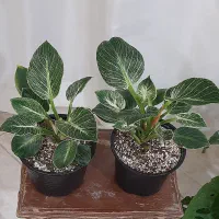 گلهای زیبا|گل و گیاه طبیعی|بجنورد, |دیوار