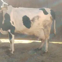 گاو هلشتاین شکم سوم