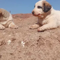 توله سگ افقان