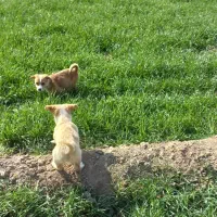 توله(۲ماهه) اشپیتز|سگ|اصفهان, بابوکان جنوبی|دیوار