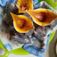 جوجه مینا اصل افغان