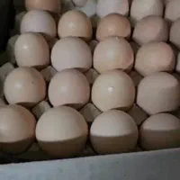 دوزرده محلی