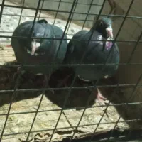 خریدارفقدتماس