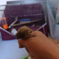 1 جفت فنج به فروش میرسد