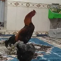 مرغ و خروس لاری