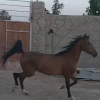 نیروی کار اتباع کارگر ساده