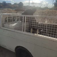 باربند وانت پیکان