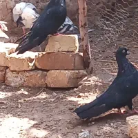کبوتر تهرانی|پرنده|آشخانه, |دیوار