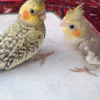 عروس هلندی ۱ ماهه|پرنده|سهند, |دیوار