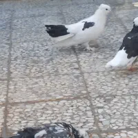 کبوتر دُم چتری زینتی