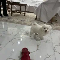 سگ پامر