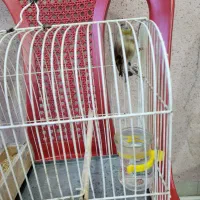 سهره قناری با قفس