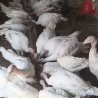 بوقلمون زنده
