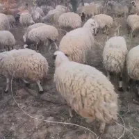 گوسفند میش و بزغاله|حیوانات مزرعه|میمه, |دیوار