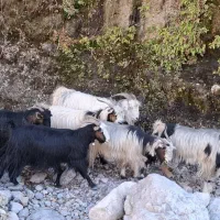 20 راس بز داشتی چاق و آبستن بفروش می رسد.