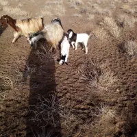 شاه بز|حیوانات مزرعه|نیشابور, دربقاضی|دیوار