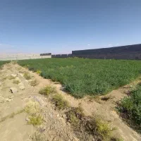 یونجه و بیده فروش فوری