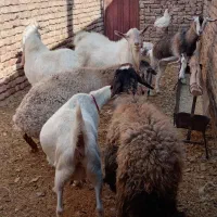 7عددگوسفند دوتاسانن دوتامیش  چبش گلابی ودوتاالپاین|حیوانات مزرعه|بردسکن, |دیوار