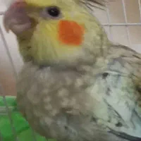 گمشده