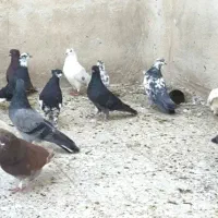 کبوتر کفترتهرونی کاشونی