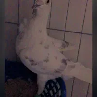 کبوتر فری سوسکی