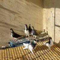 سلام چندبعدی شهری|پرنده|برازجان, |دیوار