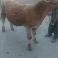 گوساله شالو نره یه جنص ناب درجه یک ۶ماه