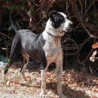 سگ آلابای سرابی عراقی|سگ|وحیدیه, |دیوار