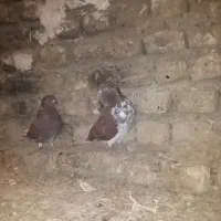 چندتاتهرانی خوب وساعتی جفت نرماده
